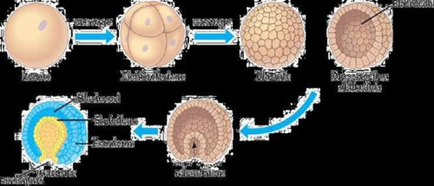 <p>Gastrulation is the process that creates three germ layers (ectoderm, mesoderm, endoderm) through invagination of cells into the blastocoel.</p>