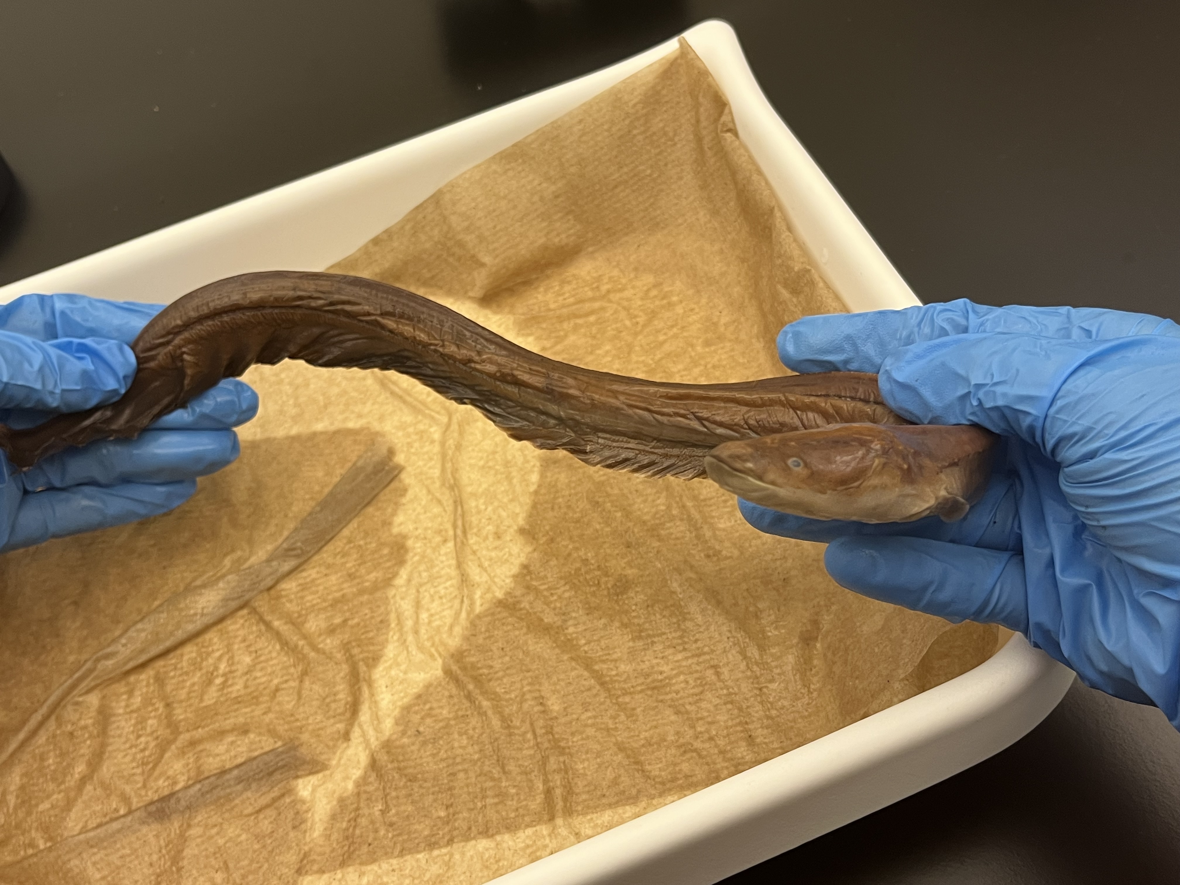 <p>Naked-back Knifefish</p>