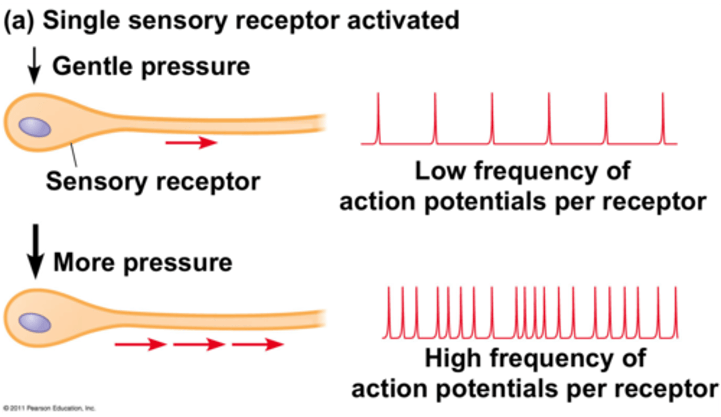 <p>varied intervals between spikes in nerve signals</p>