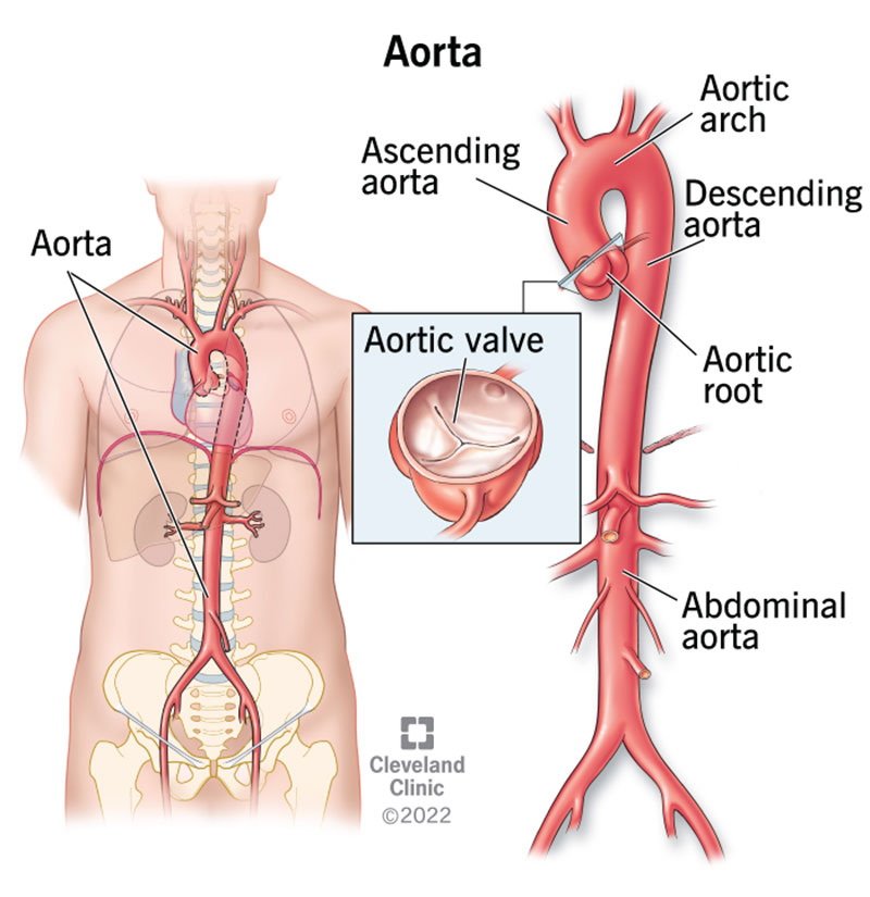 <p>ascending aorta, aortic arch, thoracic aorta </p>