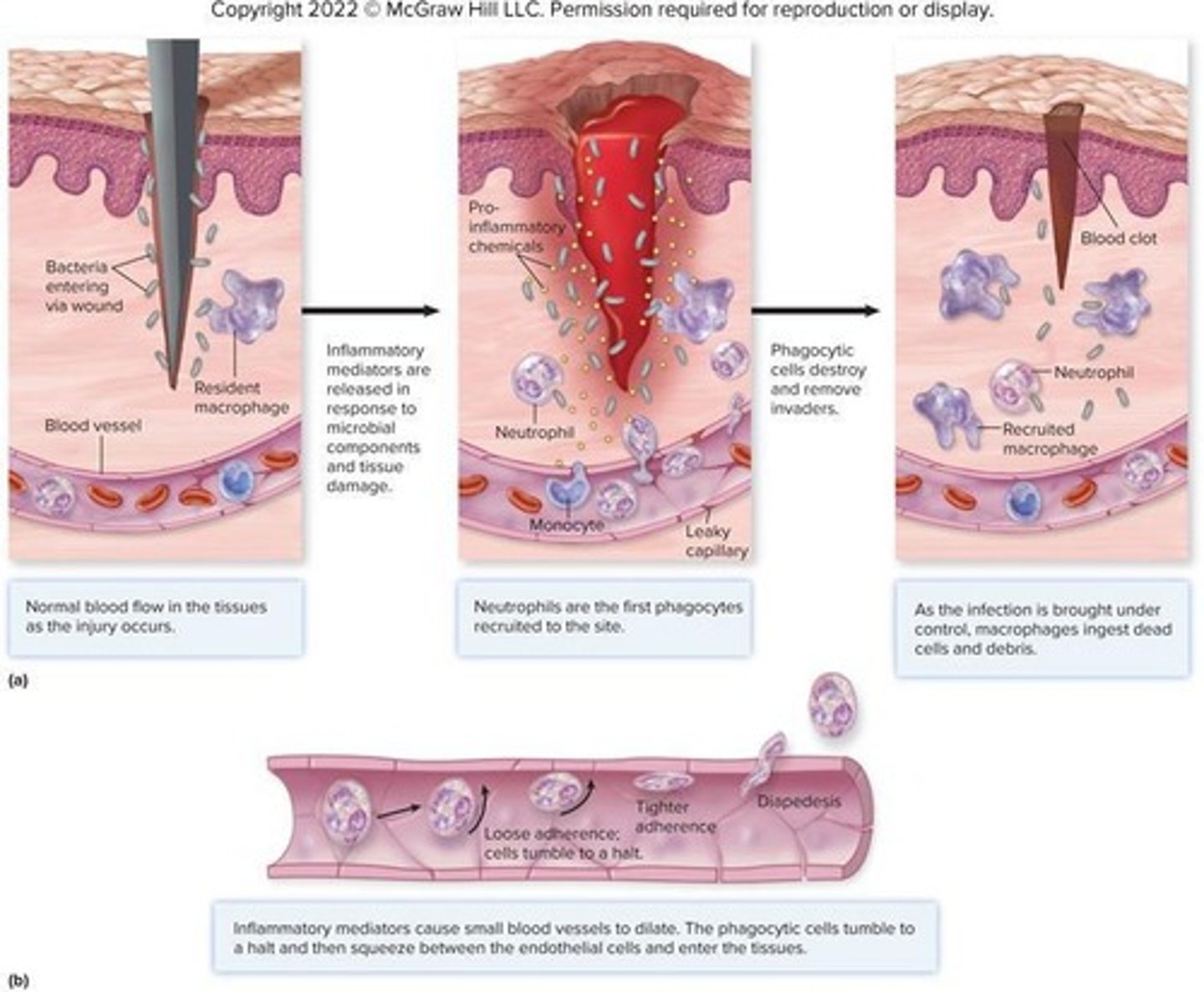 <p>The process of phagocytes squeezing between cells of dilated blood vessels.</p>