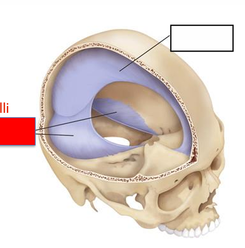 <p>falx cerebelli, tentorium cerebelli, falx cerebri, or dura?</p>