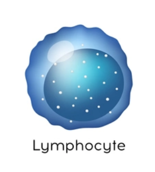 <p>agranulocytes: desc lymphocytes and their fxns</p>