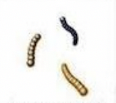 bacteria that form a chain