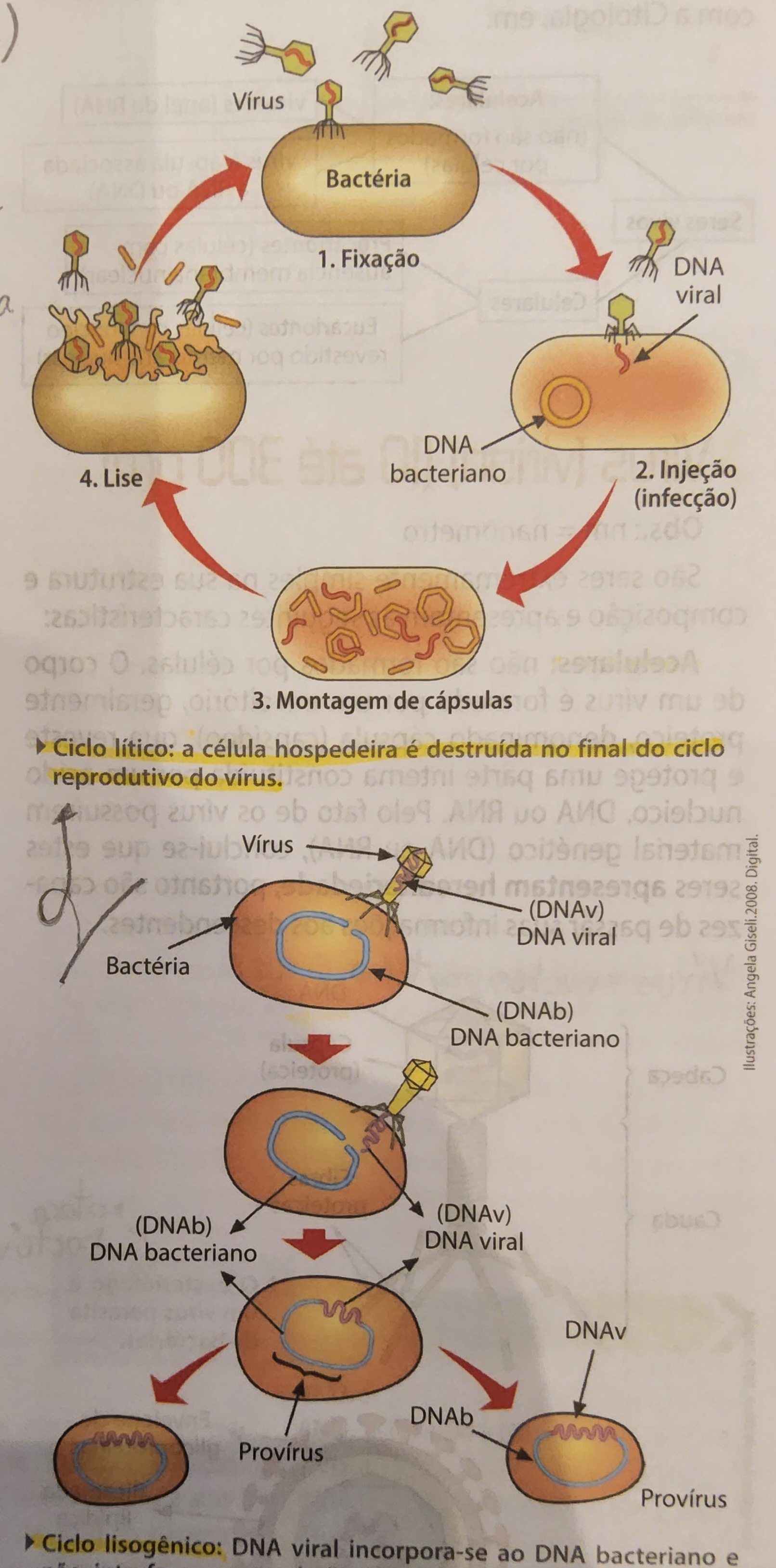 * ciclo lítico - virulento
* ciclo lisogênico - temperado