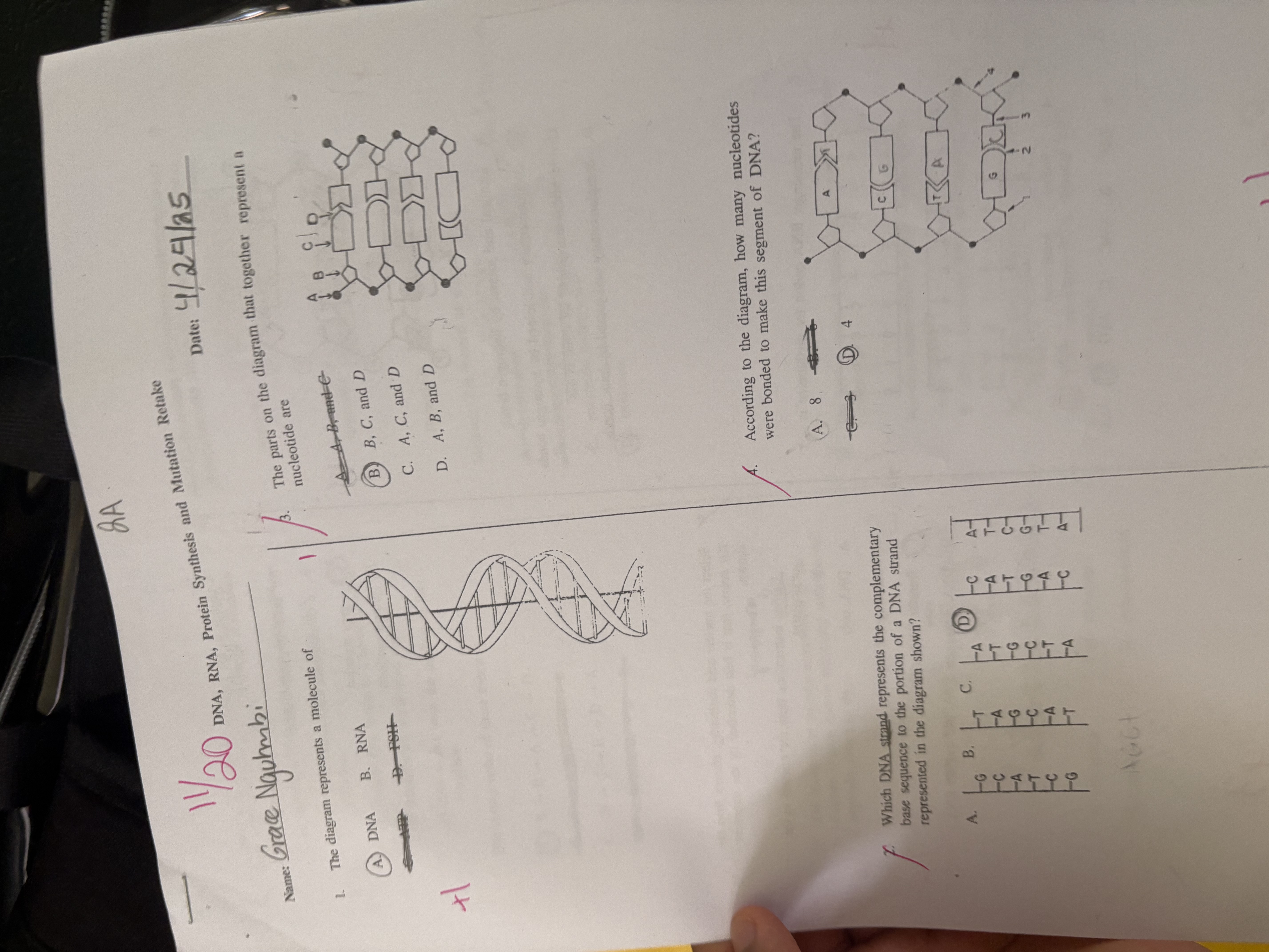 <ol start="4"><li><p>How many nucleotides are shown in the diagram?</p></li></ol>