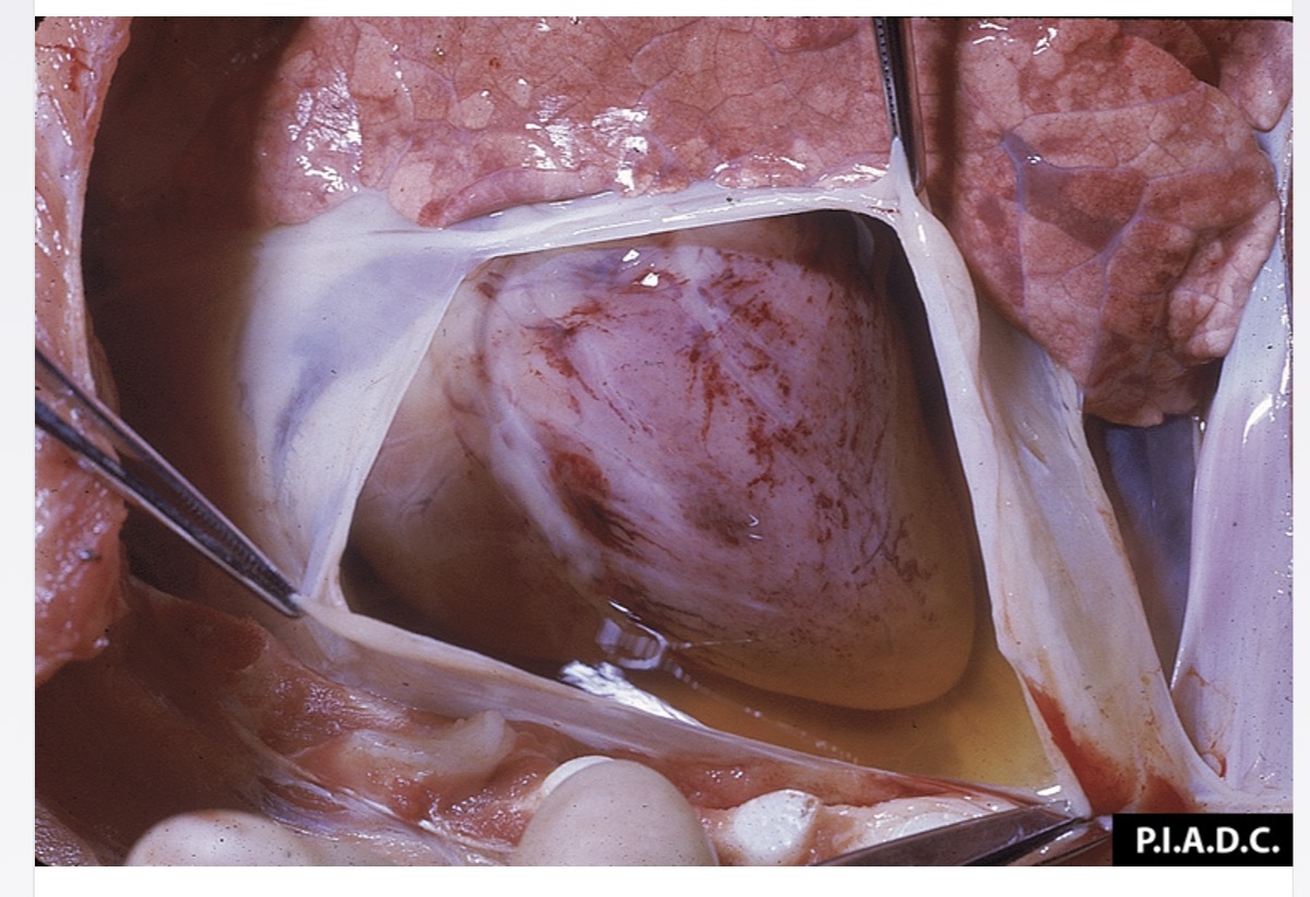<p>acute - smooth, glistening pericardial surface</p><p>chronic - opaque, mild fibrous thickening from villous proliferation of fibrous tissue </p>