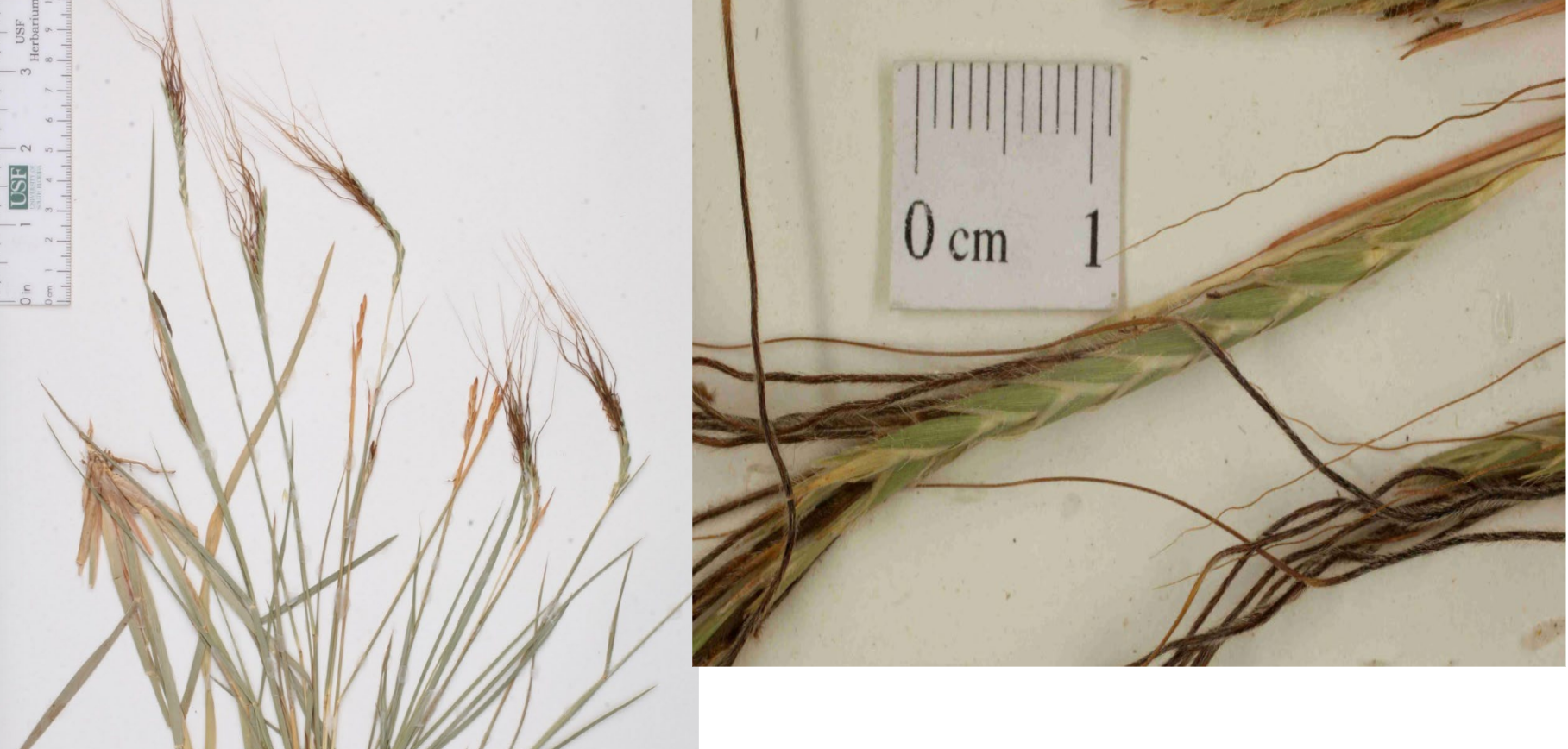 <p>Unilateral, spicate inflorescence. Looks braided.</p><p>Long, dark, hairy awns with bends &amp; twists</p>