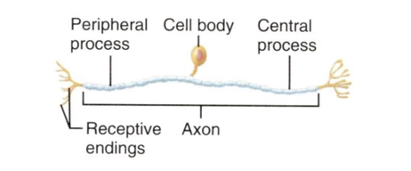 <p>What type of neuron is this?</p>