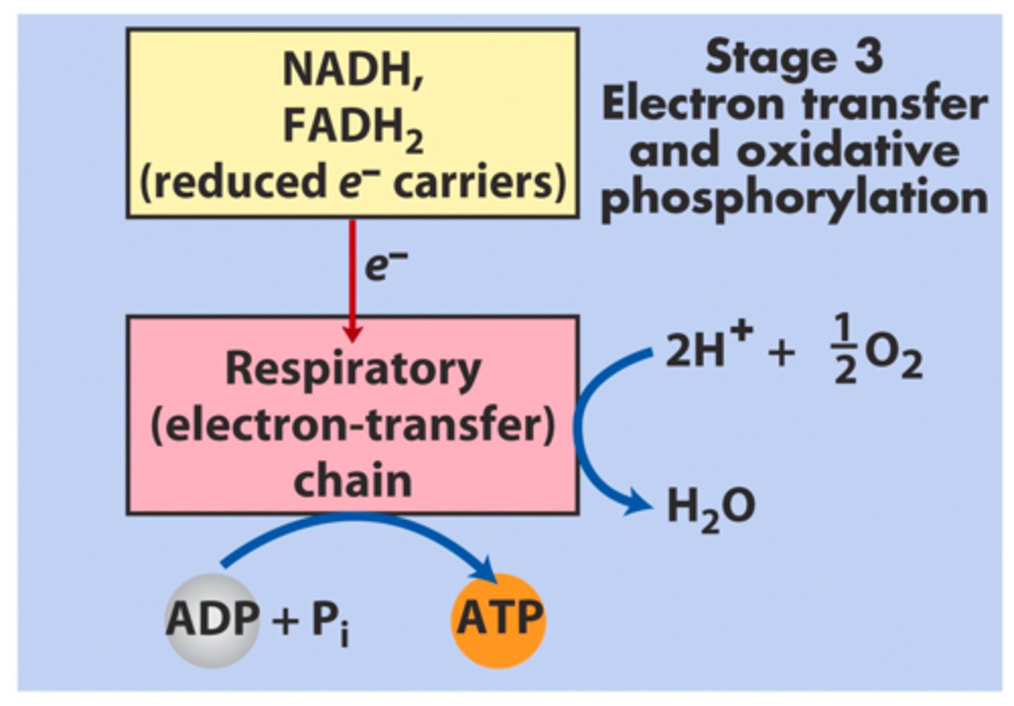 <p>Uses reduced electron carriers (NADH, FADH2) and 2H+ and 1/2 O2 to go through the electron transport chain and combine ADP with Pi</p>