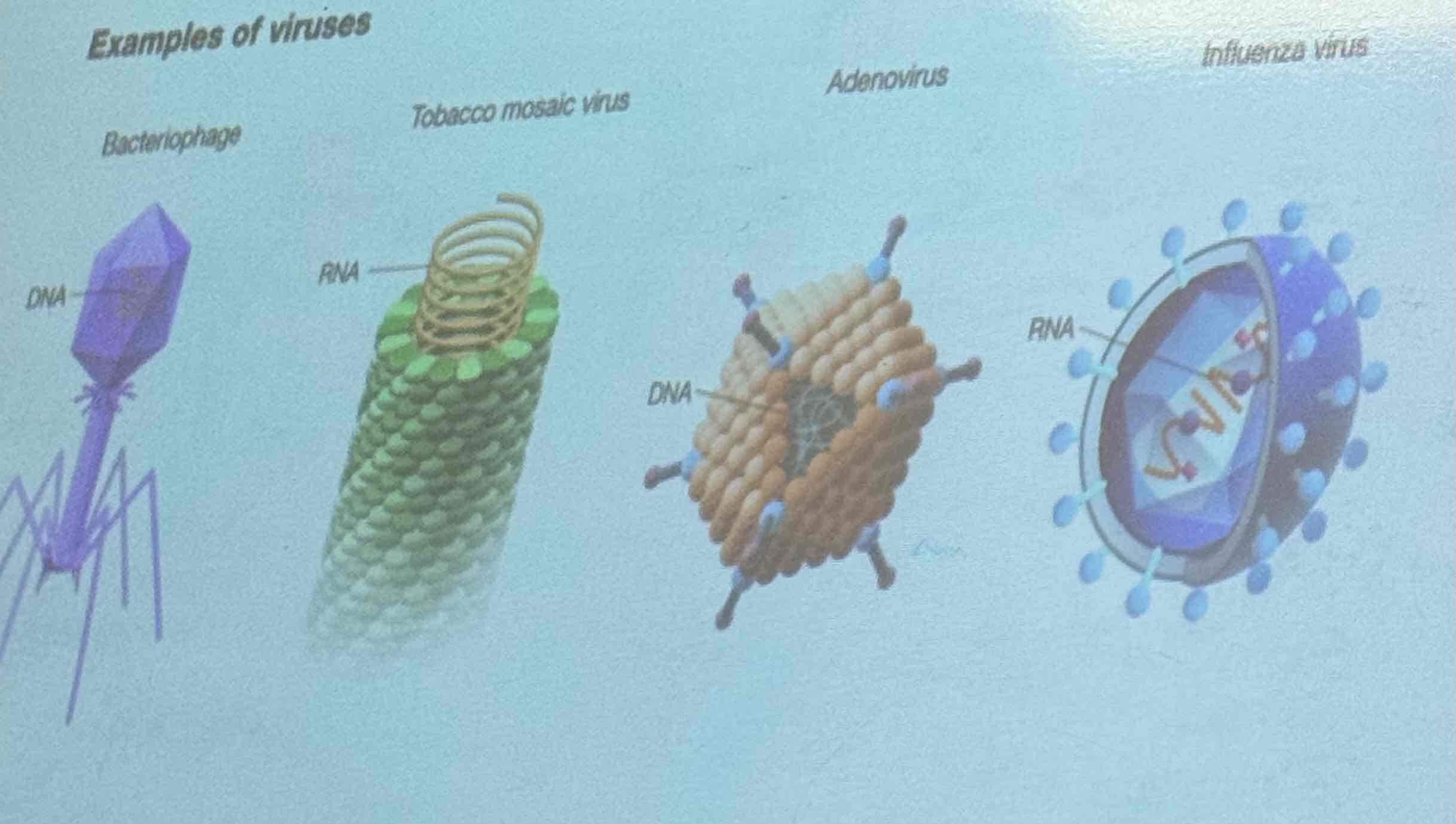 <ul><li><p>Bacteriophage </p></li></ul><p></p><ul><li><p>Tobacco Mosaic Virus </p></li></ul><p></p><ul><li><p>Adenoviruses </p></li></ul><p></p><ul><li><p>Influenza Virus </p></li></ul>