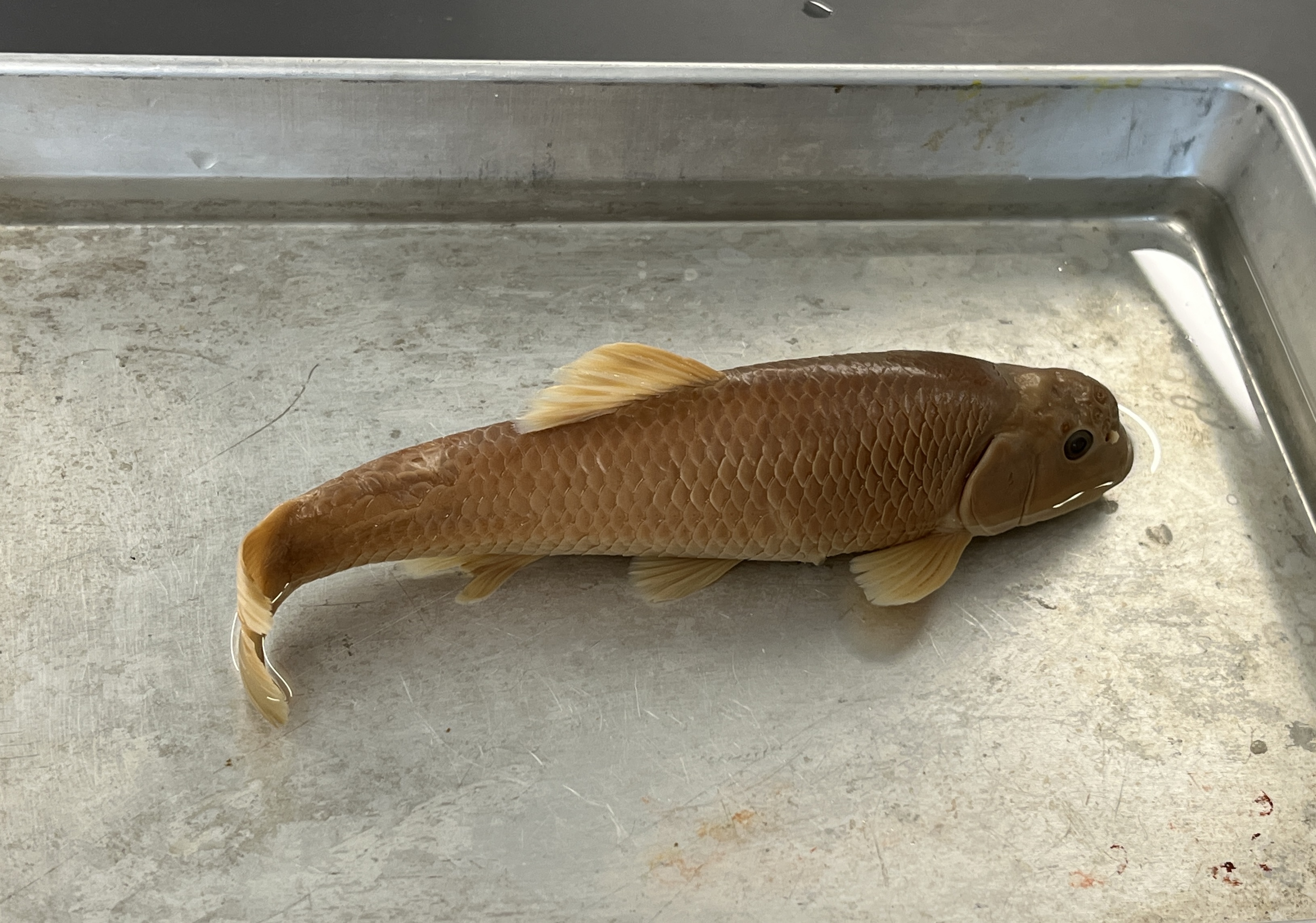 <p>Bluehead Chub</p>