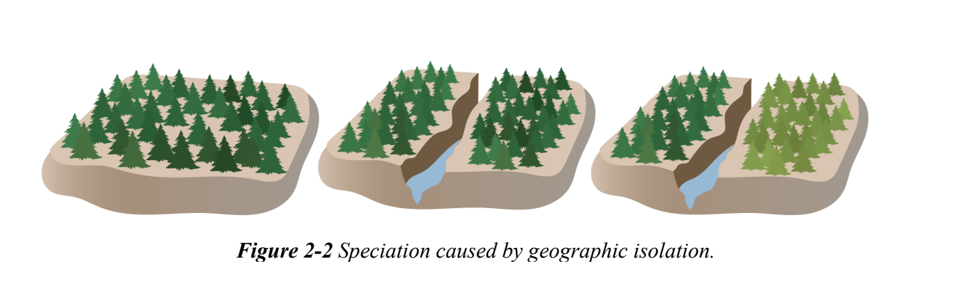 <p>Lineage splitting that ultimately leads to taxa that are classified as separate species</p><p>can occur without geographic isolation with disruptive selection and assortative mating&nbsp;</p><p></p>