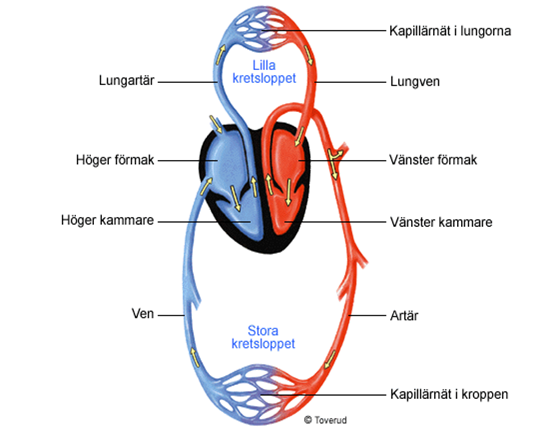 Stora kretsloppet