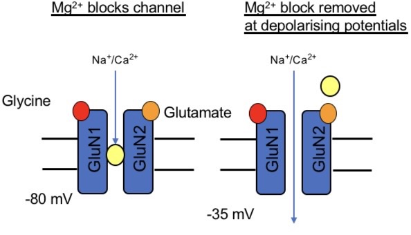 <ul><li><p>in order for block or NMDAR to occur, the channel must be open e.g. glycerine and glutamate bound</p></li><li><p>As membrane potential is depolarised, the block os progressively removed</p></li></ul><p>Coincidence detector:</p><ul><li><p>AMPARs often present at the same synapses as NMDARs</p></li><li><p>Activation of AMPARs depolarises the membrane sufficiently to remove Mg2+ block</p></li><li><p>Ca2+ entry through NMDARs is dependant on pre/postsynaptic elements being activate at the same time</p></li><li><p>NMDAR is the coincidence detector</p></li></ul><p></p>