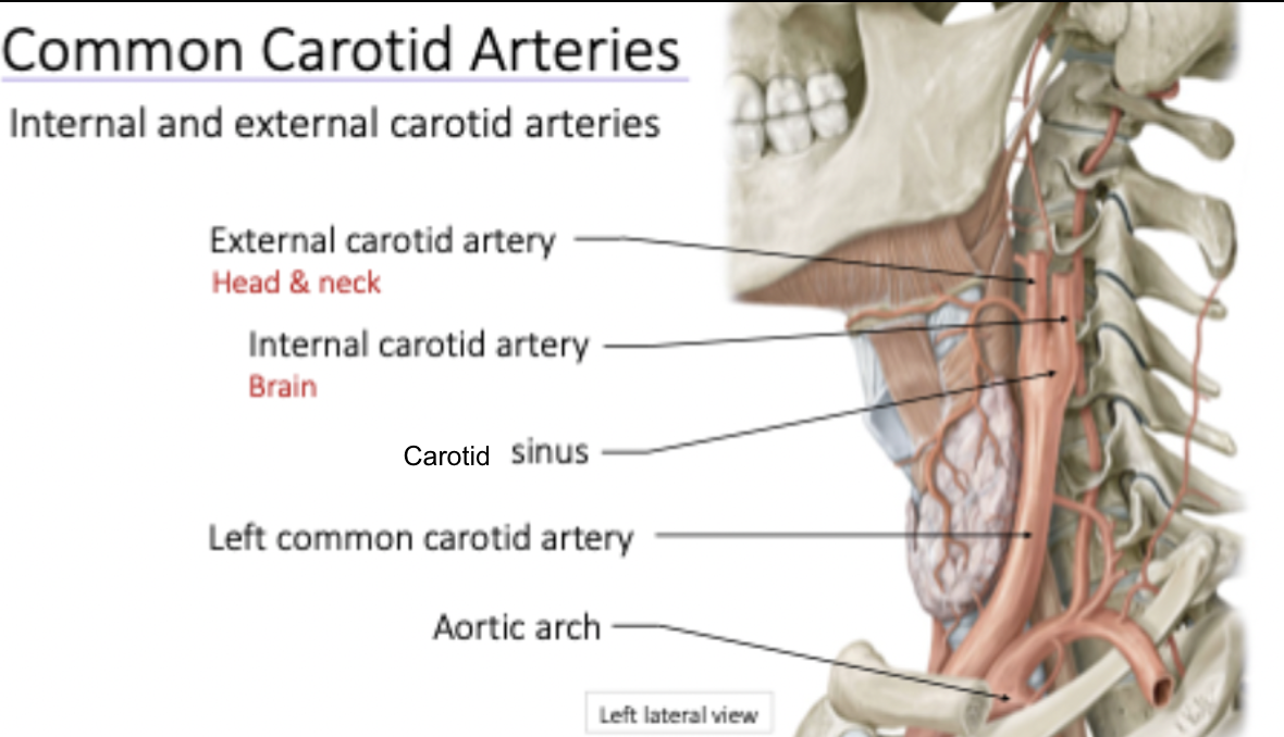 <p>Common carotid bifurcates at carotid sinus</p>