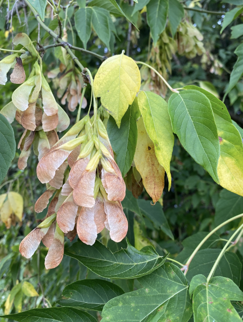 <p><em>Acer negundo</em></p><p>Sapindaceae</p>
