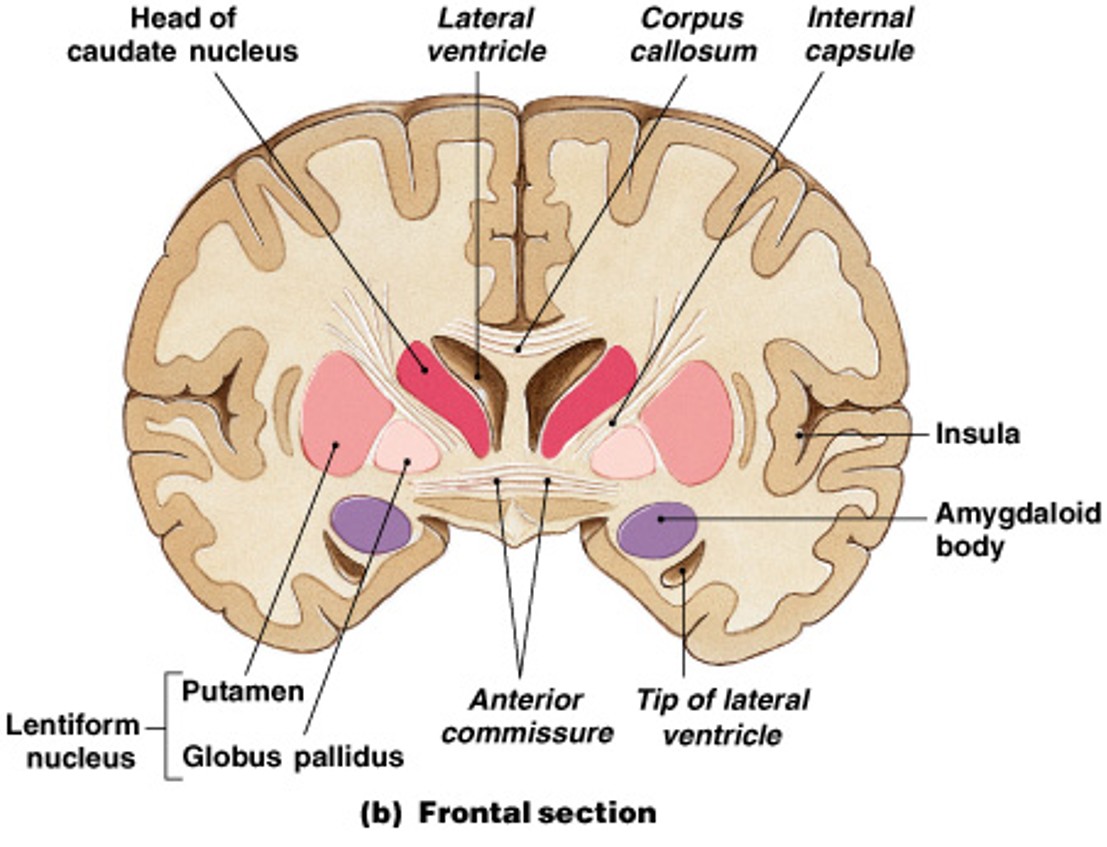 <p>What are these functions of:</p><ul><li><p>Are masses of gray matter</p></li><li><p>Are embedded in white matter of cerebrum</p></li><li><p>Are involved with</p><ul><li><p>the subconscious control of skeletal muscle tone</p></li><li><p>the coordination of learned movement patterns (walking, lifting, throwing)</p></li></ul></li></ul><p></p>