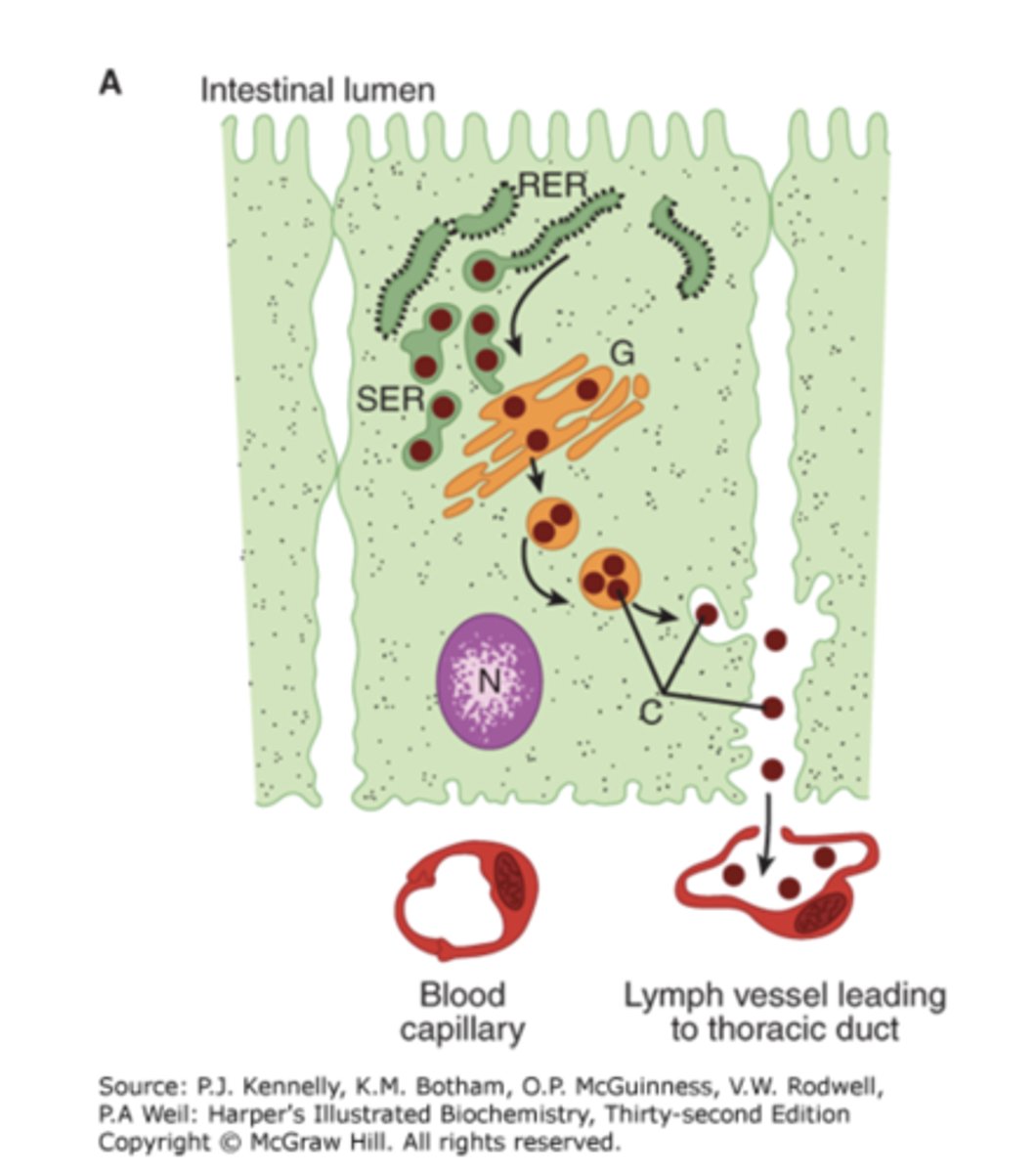 <p>In intestinal cells</p>