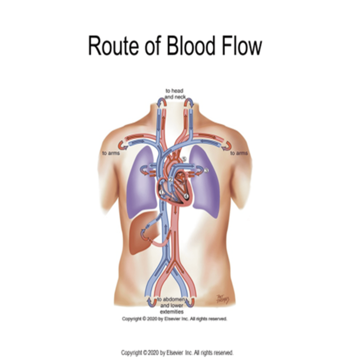 <p>1. Inferior and Superior Vena Cava</p><p>2. Right Atrium</p><p>3. AV tricuspid</p><p>4. Right ventricle</p><p>5. Pulmonic valve: semilunar</p><p>6. Pulmonary artery</p><p>7. Lungs</p><p>8. Pulmonary vein</p><p>9. left atrium</p><p>10. AV Bicuspid aka Mitral aka Apical</p><p>11. Left Ventricle</p><p>12. Aorta</p>