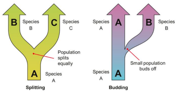 <ul><li><p>Splitting: A species could split into two populations that evolve differently until they eventually become separate species.</p></li><li><p>Budding: A small part of the species population could “bud off” from the main part and evolve rapidly to form a new species.</p></li></ul>