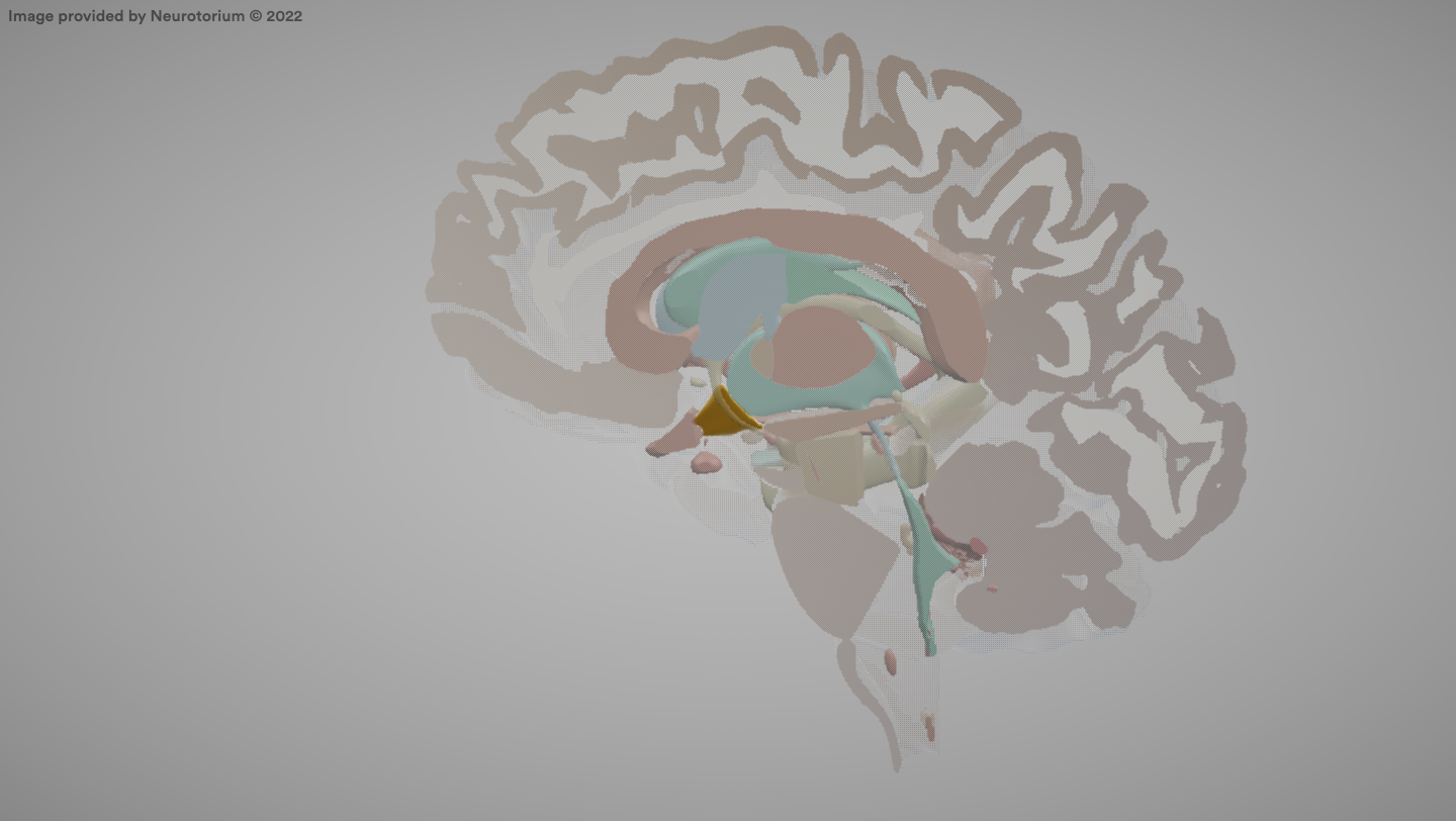 <p>Brain region that regulates body temperature, hunger, thirst, and hormonal balance.</p>