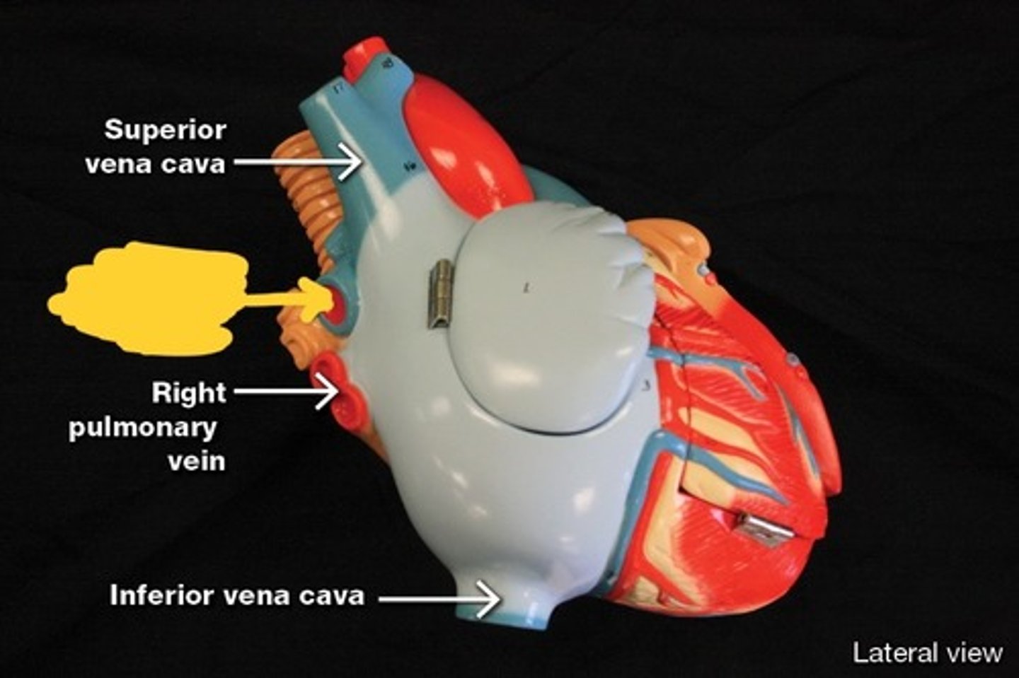 <p>Great vessels of the heart,</p>
