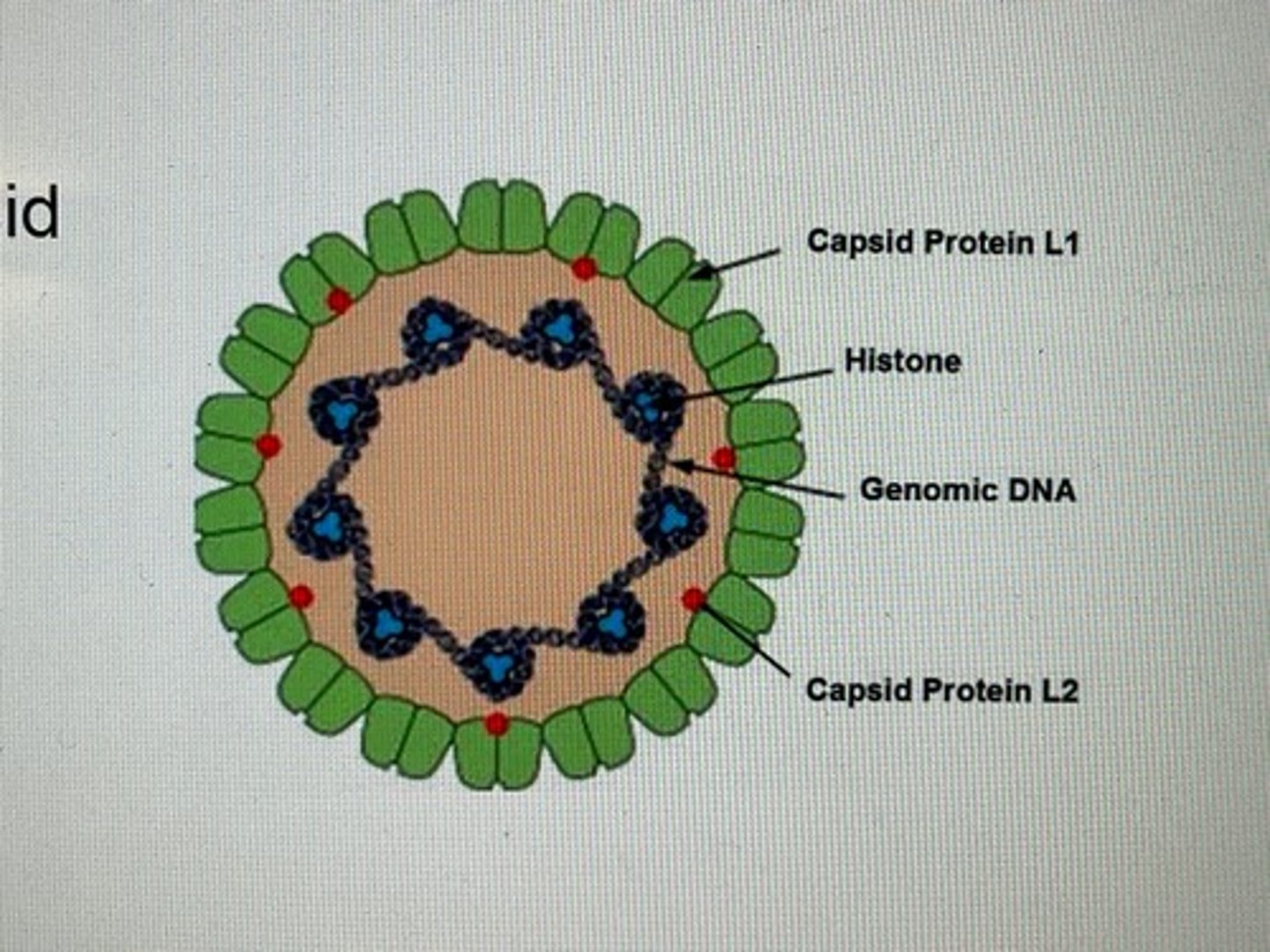 <p>-small, icosahedral, non-enveloped</p><p>-Two capsid proteins- L1 and L2 (Mostly L1, making it a good vaccination target)</p><p>-72 capsomeres</p>