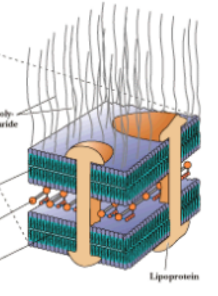 <p><span><span>Two lipid bilayers with a thin </span><strong><span>peptidoglycan</span></strong><span> shell between the bilayers</span></span></p>