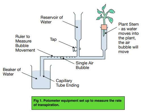 <p>investigate  Effect of Temperature &amp; Wind Speed on Transpiration Rate</p>