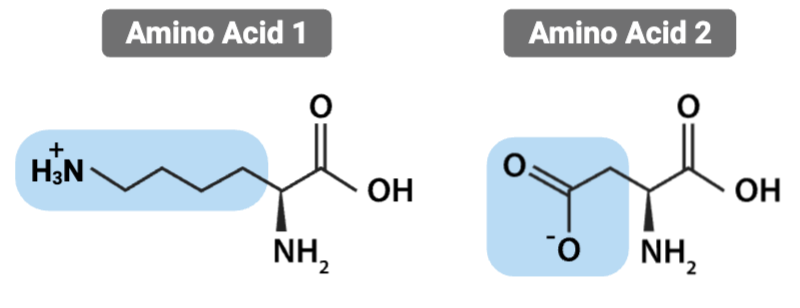 <p><span>What is the most likely interaction between the R groups of these amino acids?</span></p>