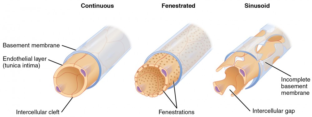 <ul><li><p>a type of capillary</p></li></ul><p>Have <strong>pores (fenestrae)</strong> in endothelial walls where cytoplasm is absent.</p><ul><li><p>Allow easier diffusion.</p></li></ul><p></p>