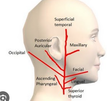 <p>super thyroid</p><p>ascending pharyngeal</p><p>lingual</p><p>facial</p><p>occipital</p><p>posterior auricular</p><p>maxillary</p><p>superficial temporal</p>