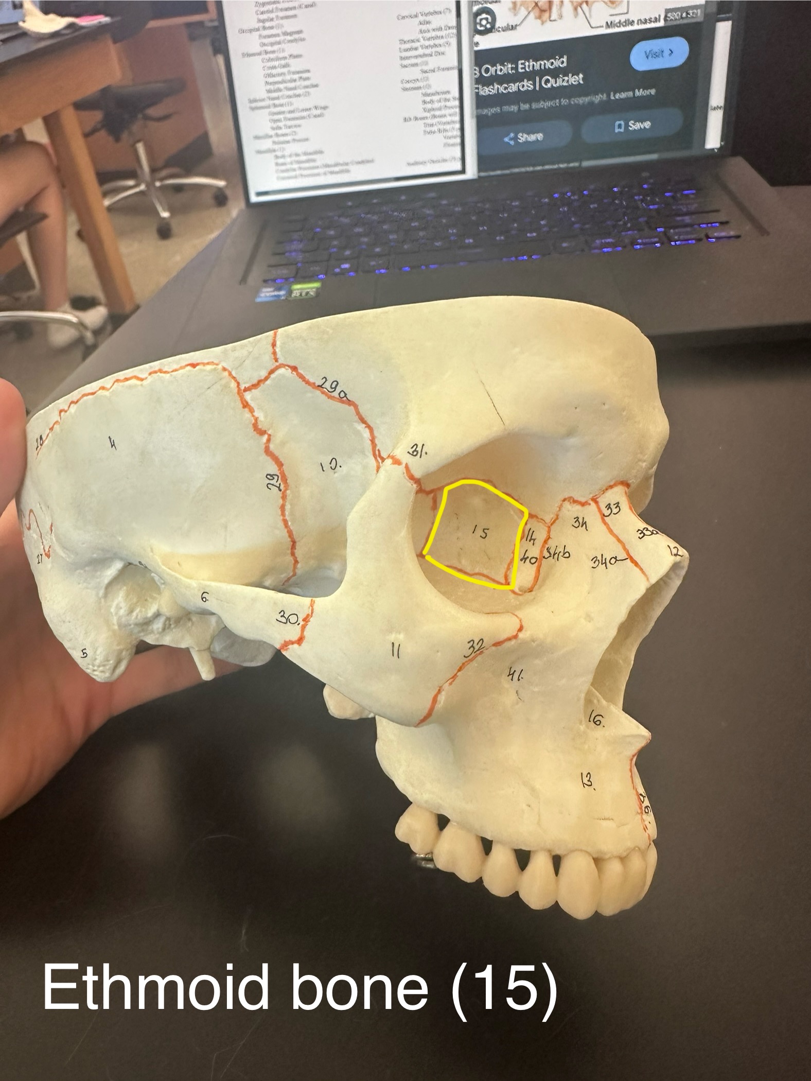 <p>Ethmoid Bone</p>