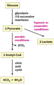 <p>Before the citric acid cycle: fates of pyruvate</p>