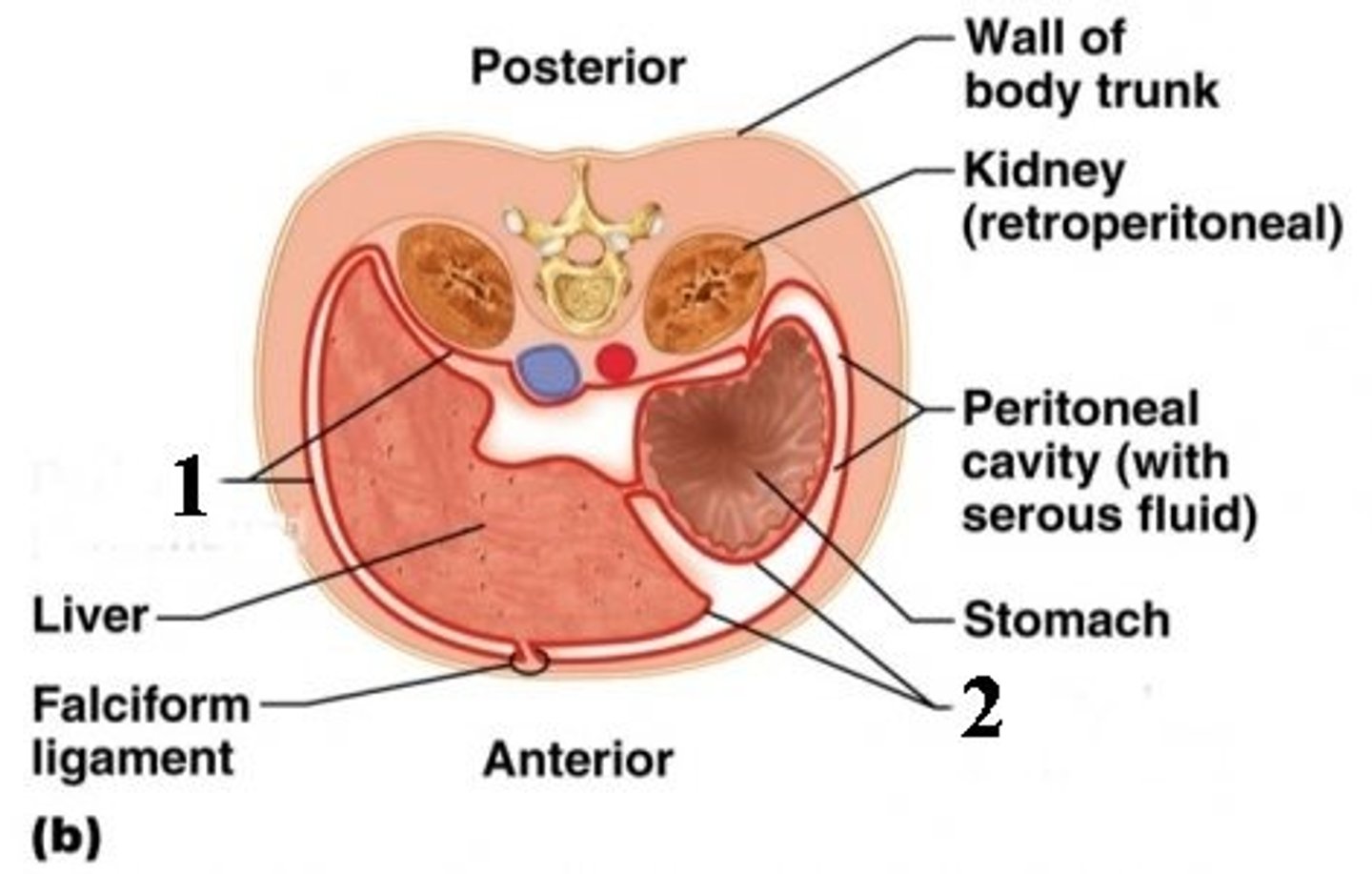 <p>The serous membrane that directly covers the abdmoinopelvic organs. (2)</p>