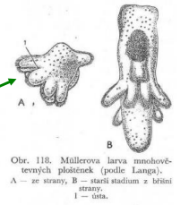 <p> mořské druhy</p><p> často pestře zbarvené</p><p> vychlípitelný hltan a bohatě větvené střevo</p><p> hermafrodité, oplodnění traumatickou inseminací</p><p> vývoj přes tzv. Müllerovu larvu, plave pomocí obrvených</p><p>chlopní</p>