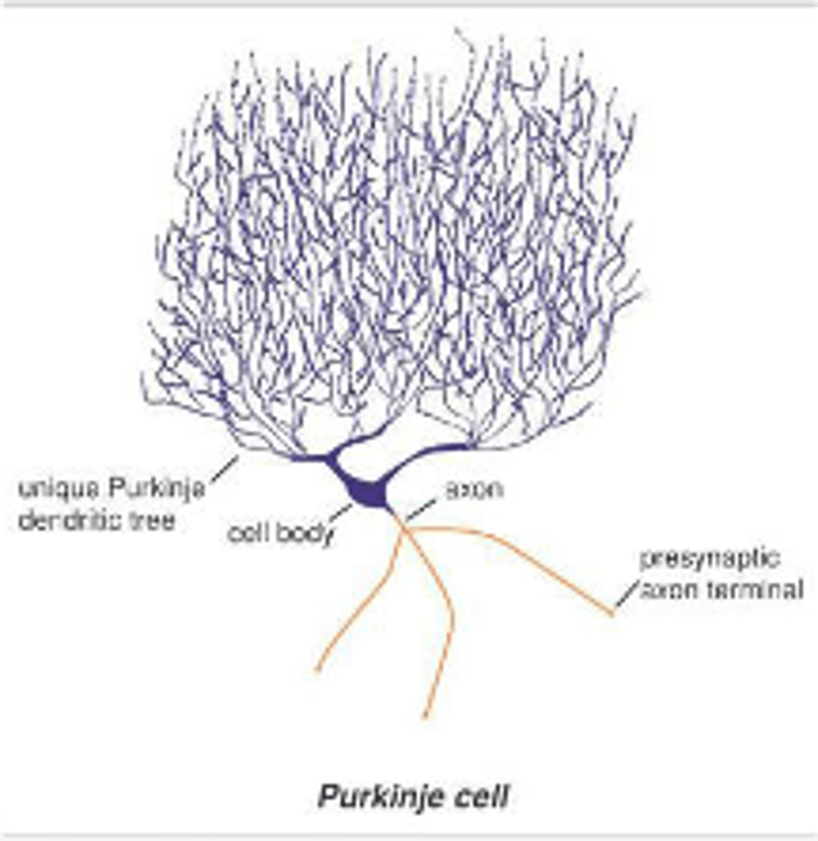 <p>purkinje cel </p>