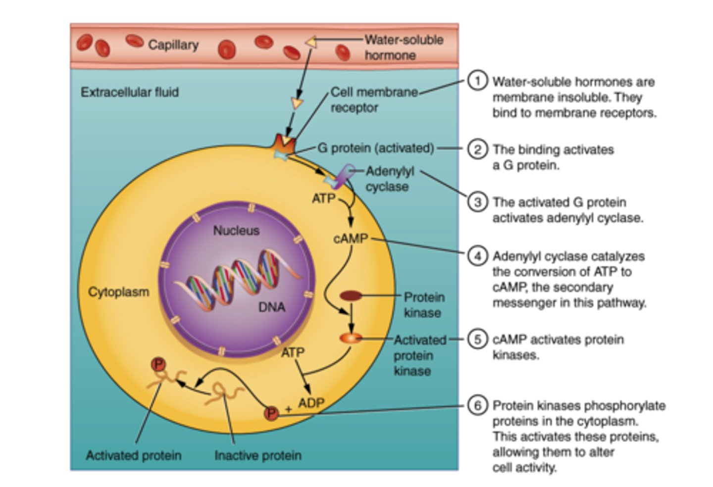 <p>receptor mediated endocytosis</p>