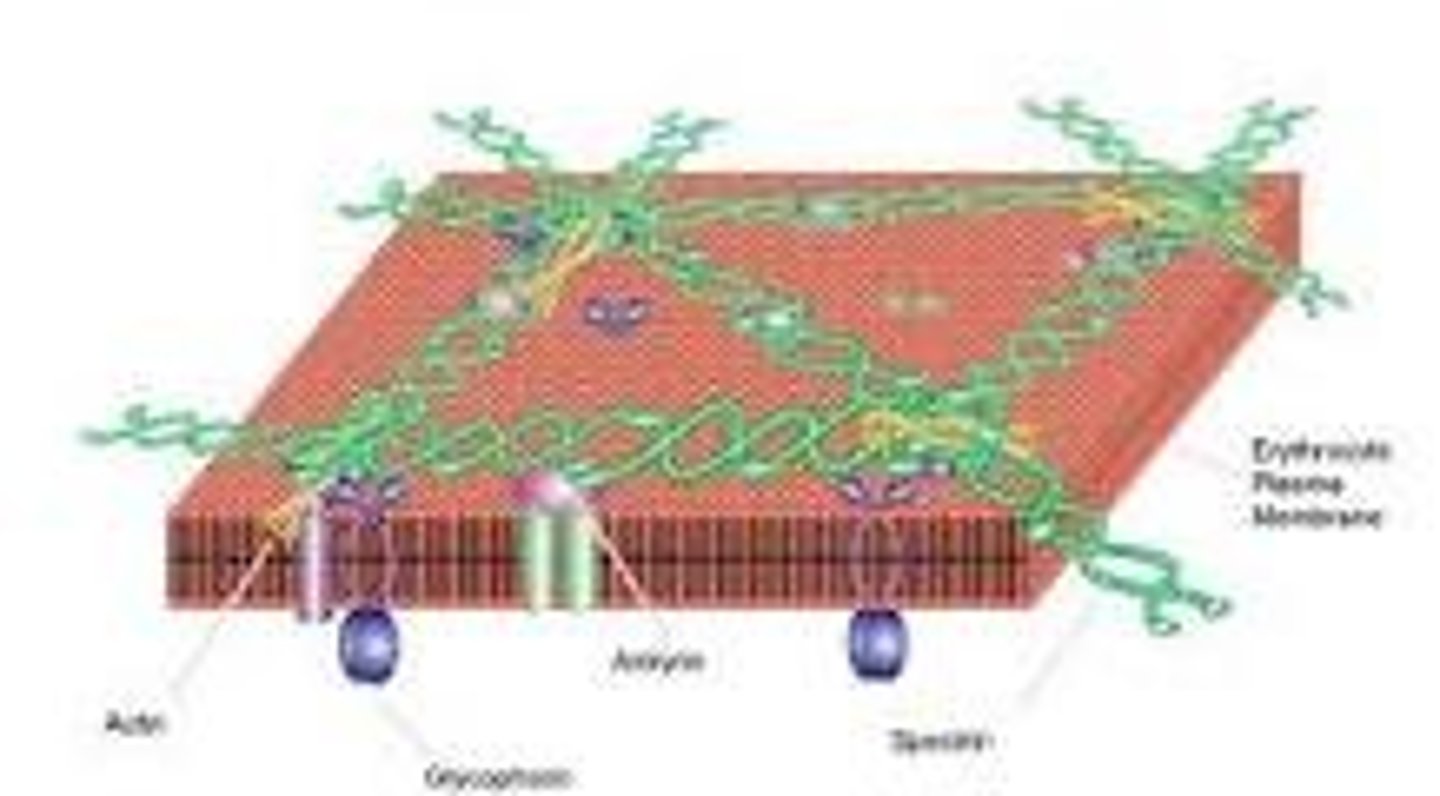 <p>A protein in the plasma membrane of RBCs which allows it to change shape</p>