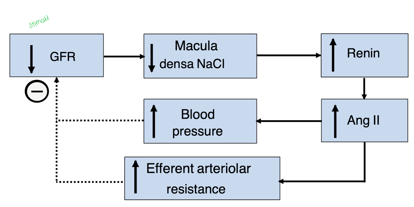<ol><li><p>stimulus is the decrease in GFR</p></li><li><p>sensed by the macula densa cells with a decrease in NaCl</p></li><li><p>causes the increase release of renin and Angio II</p><ol><li><p>Angio II can directly increase blood pressure</p></li><li><p>Angio II will constrict the efferent arteriolar arteries, increasing resistence </p><ol><li><p>both will then increase GFR</p></li></ol></li></ol></li></ol><p></p>