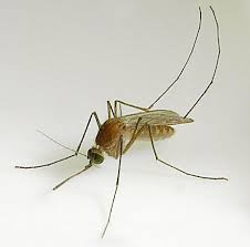<p>Mosquitoes </p>