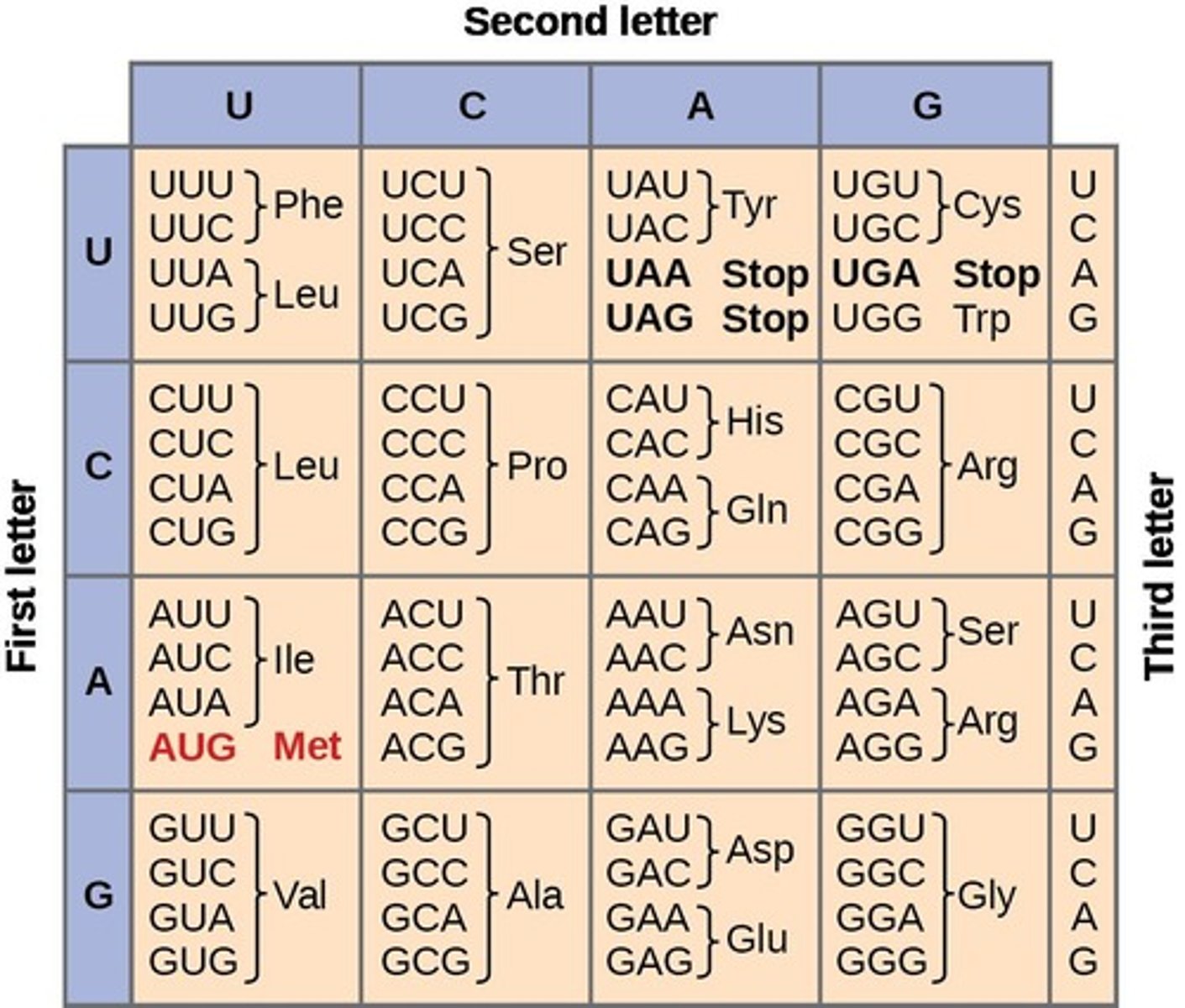 <p>It is used to translate the sequence of codons in mRNA into a sequence of amino acids.</p>