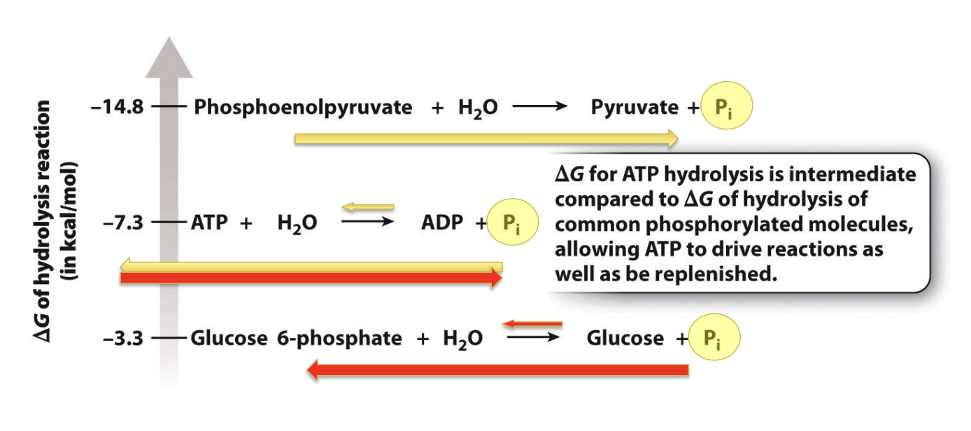 <ul><li><p class="Paragraph SCXO187459446 BCX0" style="text-align: left;"><span style="background-color: inherit; line-height: 19.55px; color: windowtext;"><span>Allows ATP to drive reaction when being abundant or can be managed when low (intermediate)</span></span><span style="line-height: 19.55px; color: windowtext;"><span> </span></span></p></li><li><p class="Paragraph SCXO84379363 BCX0" style="text-align: left;"><span style="background-color: inherit; line-height: 19.55px; color: windowtext;"><span>Reaction of hydrolysis of </span></span>phosphoenolpyruvate <span style="background-color: inherit; line-height: 19.55px; color: windowtext;"><span>have more negative G than ATP hydrolysis and first two reaction -> produce the ATP by donating a phosphate group to ADP -> will synthesize ATP</span></span><span style="line-height: 19.55px; color: windowtext;"><span> </span></span></p><ul><li><p class="Paragraph SCXO84379363 BCX0" style="text-align: left;">ATP hydrolysis has an intermediate energy difference</p></li></ul></li><li><p class="Paragraph SCXO84379363 BCX0" style="text-align: left;"><span style="background-color: inherit; line-height: 19.55px; color: windowtext;"><span>Flow of reaction is indicated by yellow arrow</span></span><span style="line-height: 19.55px; color: windowtext;"><span> </span></span></p></li><li><p class="Paragraph SCXO84379363 BCX0" style="text-align: left;"><span style="background-color: inherit; line-height: 19.55px; color: windowtext;"><span>When ATP is high -> drive other reaction with a less negative G than ATP hydrolysis</span></span><span style="line-height: 19.55px; color: windowtext;"><span> </span></span></p><ul><li><p class="Paragraph SCXO84379363 BCX0" style="text-align: left;"><span style="background-color: inherit; line-height: 19.55px; color: windowtext;"><span>Glucose will reactive a phosphate group from ATP -> form glucose 6 phosphate</span></span><span style="line-height: 19.55px; color: windowtext;"><span> </span></span></p></li><li><p class="Paragraph SCXO84379363 BCX0" style="text-align: left;"><span style="background-color: inherit; line-height: 19.55px; color: windowtext;"><span>Flow: red arrows</span></span><span style="line-height: 19.55px; color: windowtext;"><span> </span></span></p></li><li><p class="Paragraph SCXO84379363 BCX0" style="text-align: left;"><span style="background-color: inherit; line-height: 19.55px; color: windowtext;"><span>ATP is consumed and creates ADP and inorganic phosphate group</span></span><span style="line-height: 19.55px; color: windowtext;"><span> </span></span></p></li></ul></li></ul><p></p>