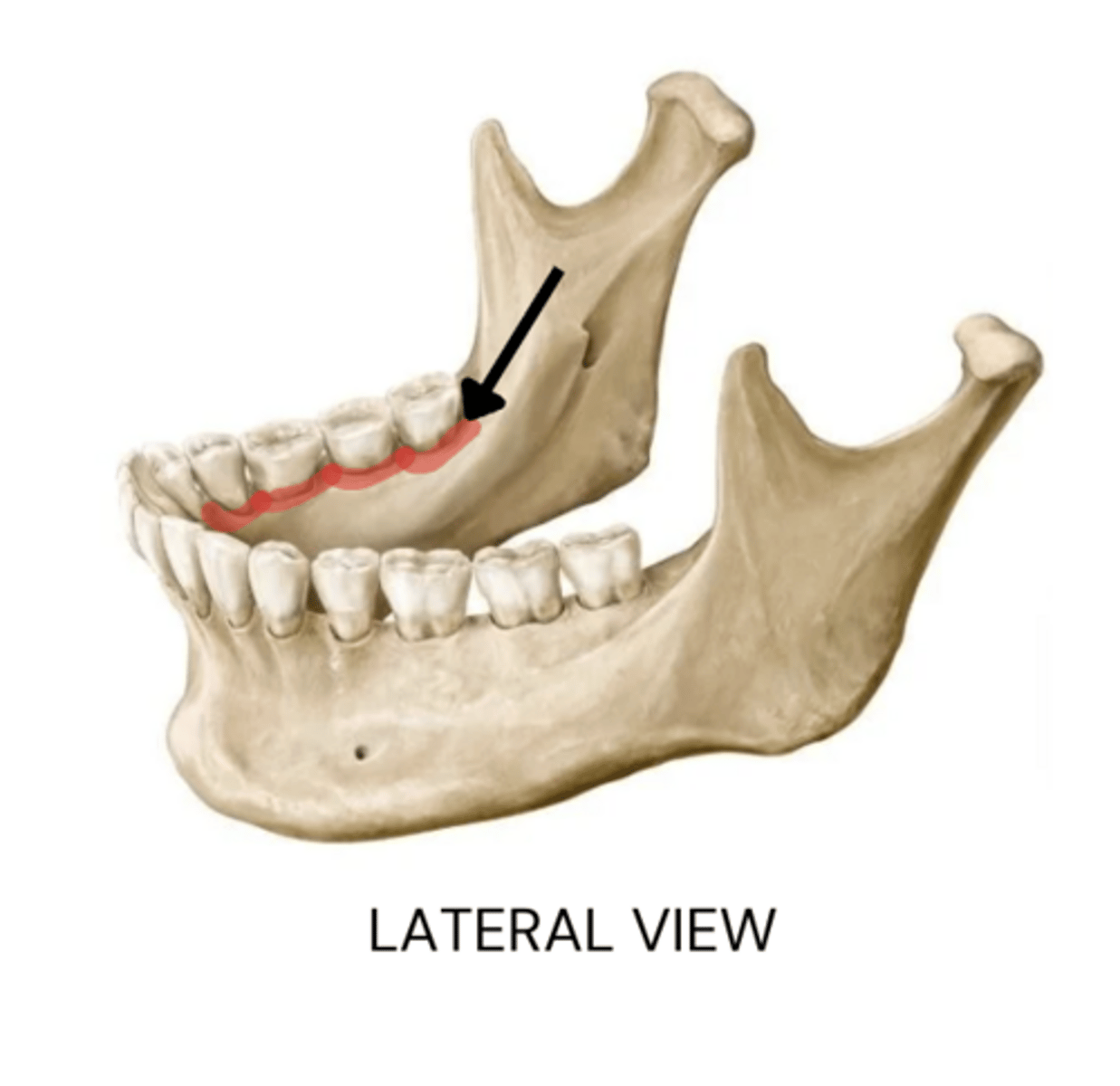 knowt flashcard image