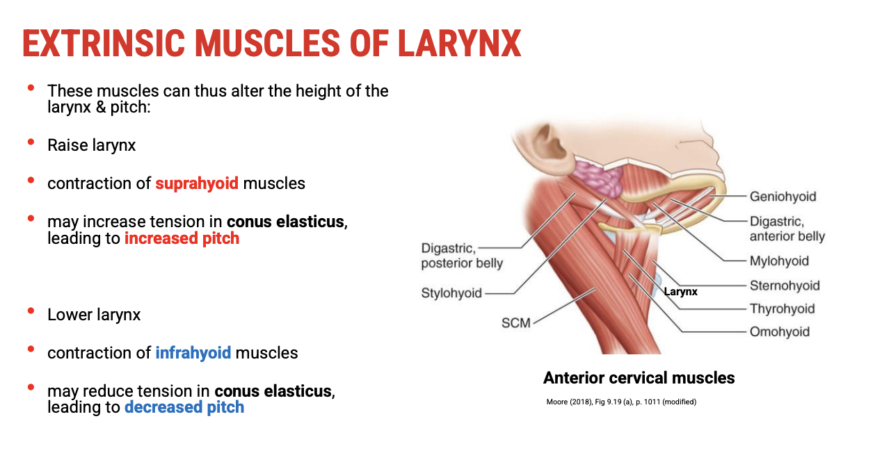 <p><span><strong>Suprahyoid Muscles — Elevate Larynx → Increase Pitch</strong></span></p><ul><li><p><span>When&nbsp;<strong>suprahyoid muscles contract</strong>, they&nbsp;<strong>raise the larynx</strong>.</span></p></li><li><p><span>This&nbsp;<strong>increases tension on the conus elasticus</strong>&nbsp;(the elastic membrane lining the infraglottic cavity).</span></p></li><li><p><span><strong>Increased tension on the conus elasticus</strong>&nbsp;results in a&nbsp;<strong>higher pitch</strong>&nbsp;of the voice.</span></p></li><li><p><span><strong>Tension in suprahyoid muscles</strong>&nbsp;therefore correlates with&nbsp;<strong>higher vocal pitch</strong>.</span></p></li></ul><p>&nbsp;</p><p><span><strong>Infrahyoid Muscles — Lower Larynx → Decrease Pitch</strong></span></p><ul><li><p><span>When&nbsp;<strong>infrahyoid muscles contract</strong>, they&nbsp;<strong>lower the larynx</strong>.</span></p></li><li><p><span>This&nbsp;<strong>reduces tension on the conus elasticus</strong>.</span></p></li><li><p><span><strong>Decreased tension</strong>&nbsp;causes a&nbsp;<strong>lower pitch</strong>.</span></p></li><li><p><span><strong>Contraction of infrahyoid muscles</strong>&nbsp;therefore correlates with&nbsp;<strong>lower vocal pitch</strong>.</span></p></li></ul><p>&nbsp;</p><p><span><strong>Summary</strong></span></p><ul><li><p><span><strong>Larynx height adjustment by extrinsic muscles directly influences vocal pitch through tension changes in the conus elasticus.</strong></span></p></li><li><p><span><strong>Suprahyoids raise and tense → higher pitch.</strong></span></p></li><li><p><span><strong>Infrahyoids lower and relax → lower pitch.</strong></span></p></li></ul><p></p>