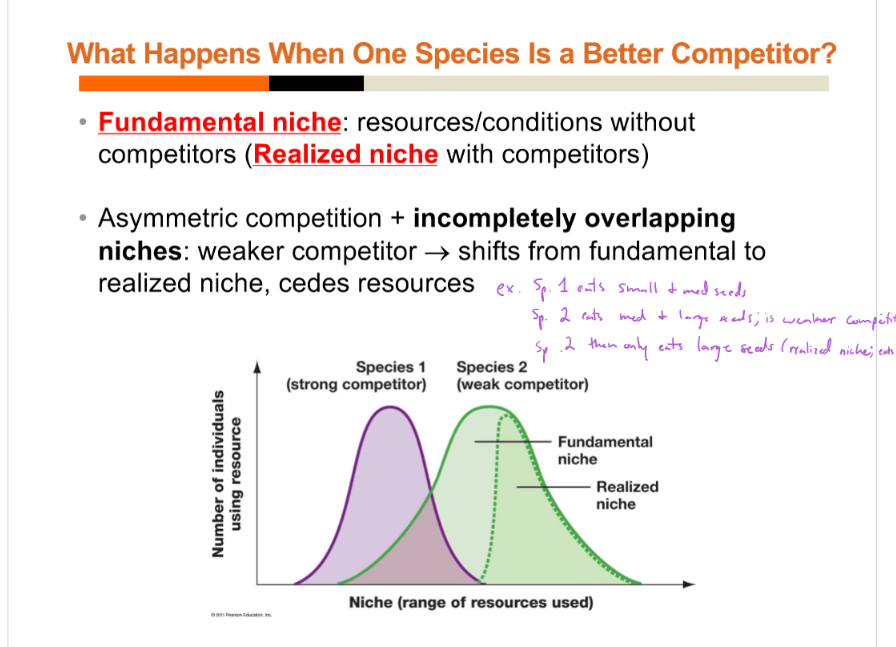<ul><li><p>fundamental - resources/conditions used without competitors</p></li><li><p>realized - resources/conditions used with competitors</p><p>ex. species 1 eats small and med seeds (fundamental niche), stronger species 2 eats med and large, species 1 eventually eats only small seeds (realized niche)</p></li></ul><p></p>