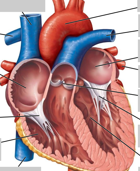 <p>Label this heart</p>
