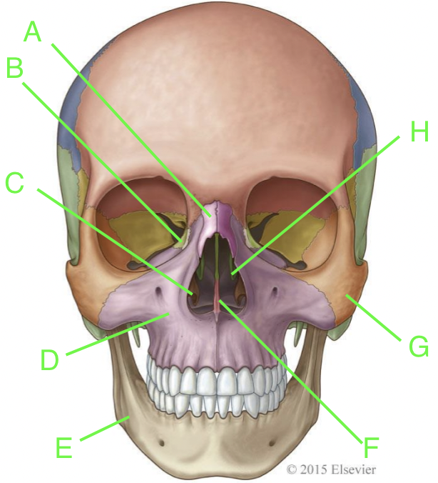 <p>E</p>