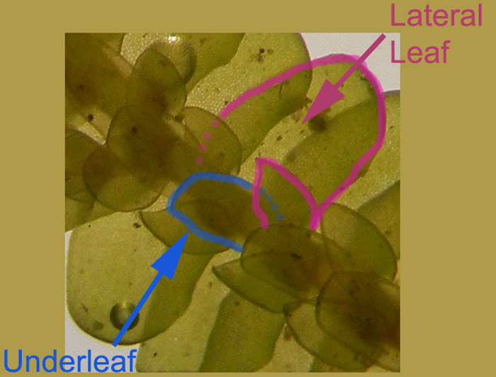 <p>robust pinnately branched shoots</p>